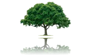 Poda y tala de árboles Guadalajara Guadalajara poda y tala