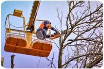 Taladores de árboles