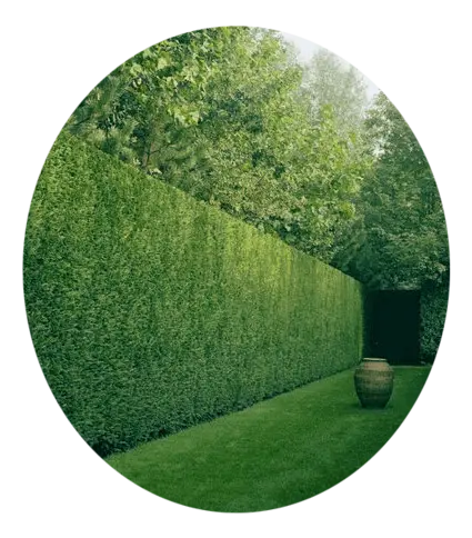 Mantenimiento y corte de cesped