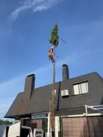 Podamos árboles en altura