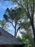 Tala y podas en altura